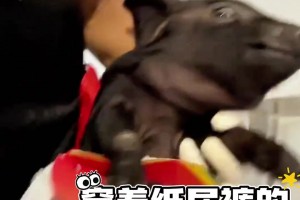 當(dāng)獎(jiǎng)品是穿著紙尿褲的黑豬寶寶，直接讓選手笑成表情包...