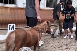 這里對于約基奇來說簡直就是天堂??